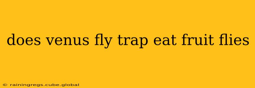 does venus fly trap eat fruit flies