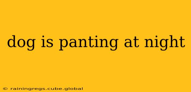dog is panting at night