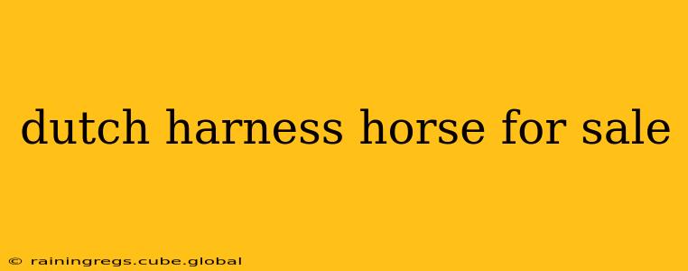 dutch harness horse for sale