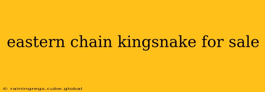 eastern chain kingsnake for sale