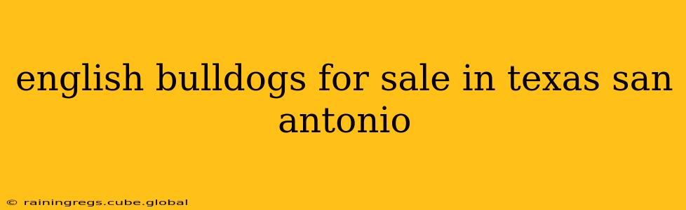 english bulldogs for sale in texas san antonio