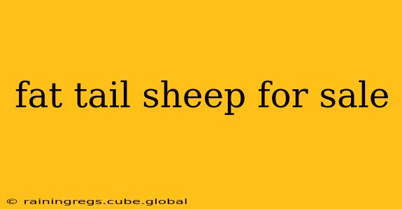 fat tail sheep for sale