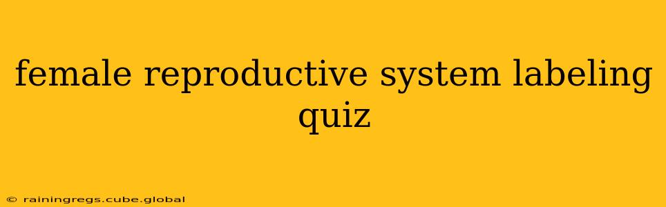female reproductive system labeling quiz