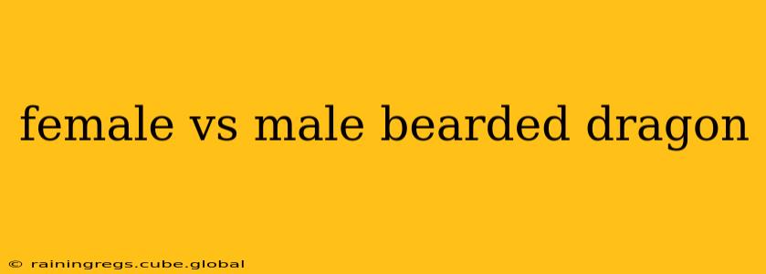 female vs male bearded dragon