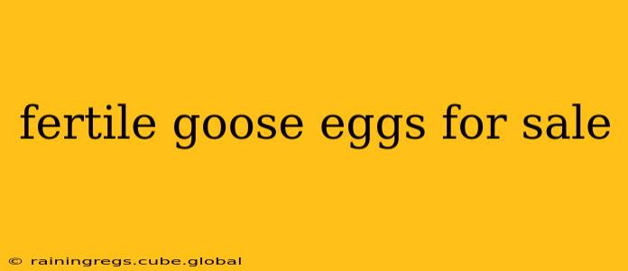 fertile goose eggs for sale