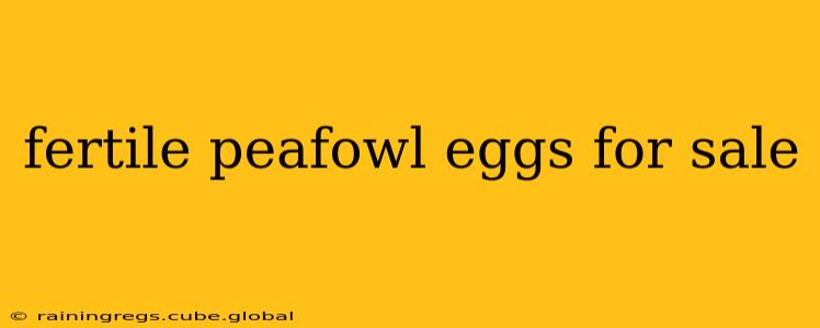 fertile peafowl eggs for sale