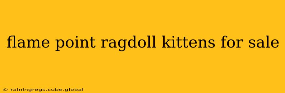 flame point ragdoll kittens for sale