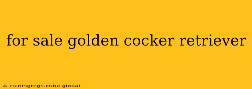 for sale golden cocker retriever