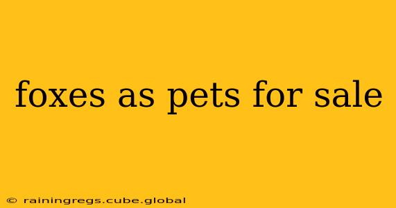 foxes as pets for sale