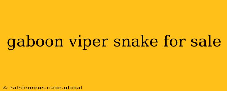 gaboon viper snake for sale