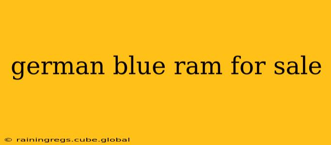 german blue ram for sale