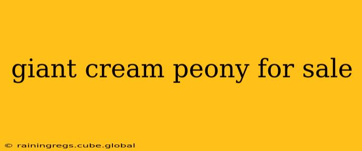 giant cream peony for sale