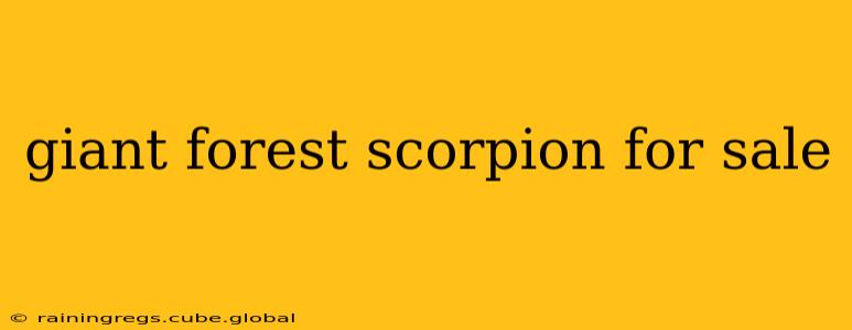 giant forest scorpion for sale