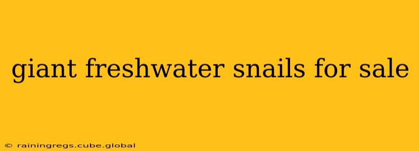 giant freshwater snails for sale