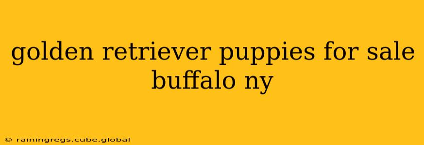 golden retriever puppies for sale buffalo ny
