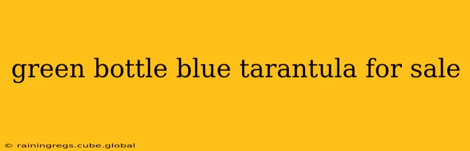 green bottle blue tarantula for sale
