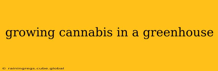 growing cannabis in a greenhouse