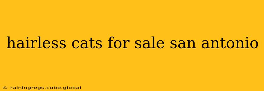 hairless cats for sale san antonio