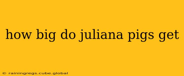 how big do juliana pigs get