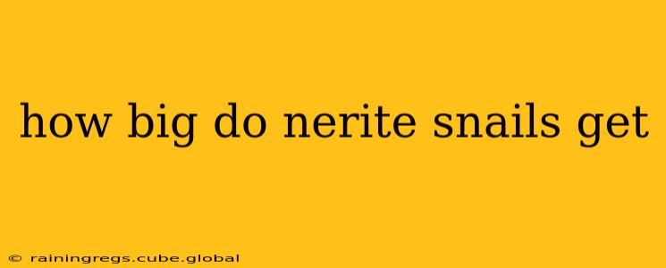 how big do nerite snails get