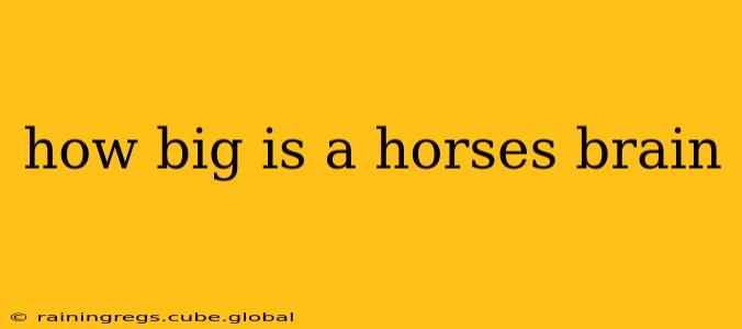 how big is a horses brain