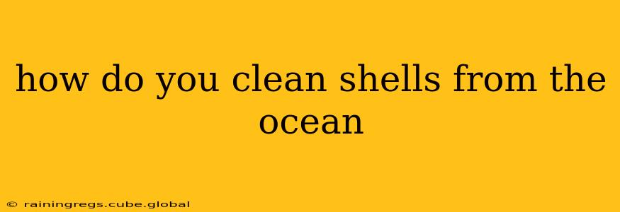 how do you clean shells from the ocean