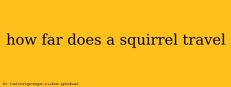 how far does a squirrel travel