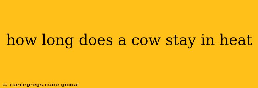 how long does a cow stay in heat