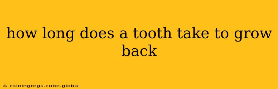 how long does a tooth take to grow back