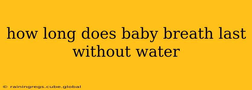 how long does baby breath last without water