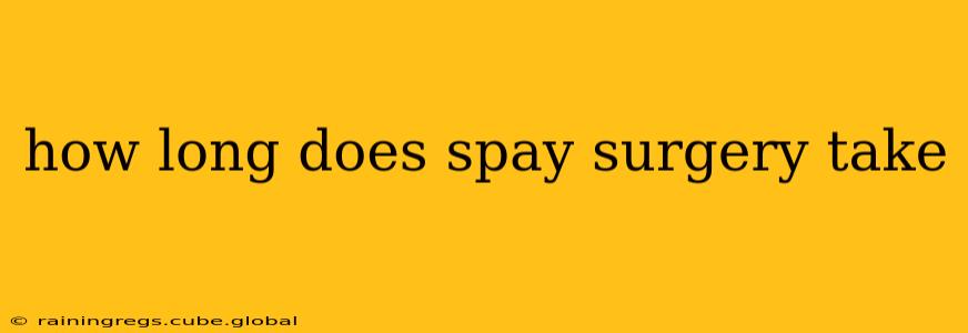 how long does spay surgery take