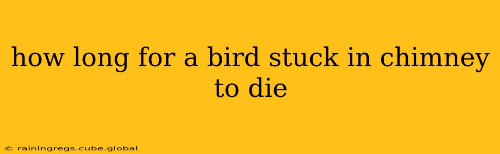 how long for a bird stuck in chimney to die