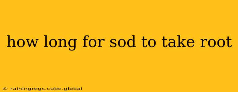 how long for sod to take root