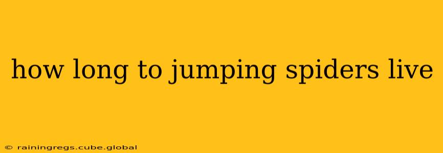 how long to jumping spiders live