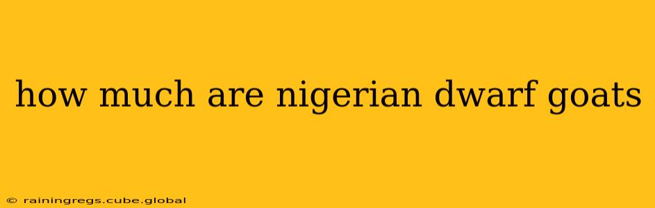 how much are nigerian dwarf goats