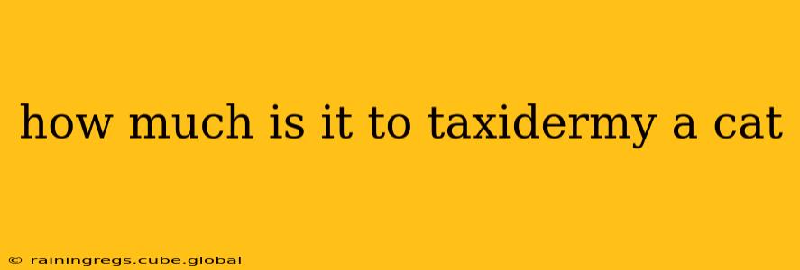 how much is it to taxidermy a cat