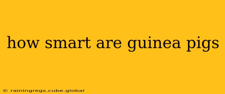 how smart are guinea pigs