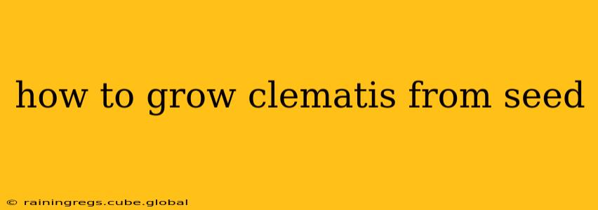 how to grow clematis from seed