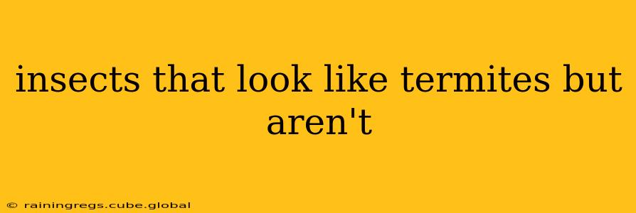 insects that look like termites but aren't
