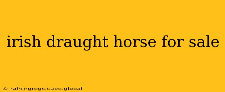 irish draught horse for sale