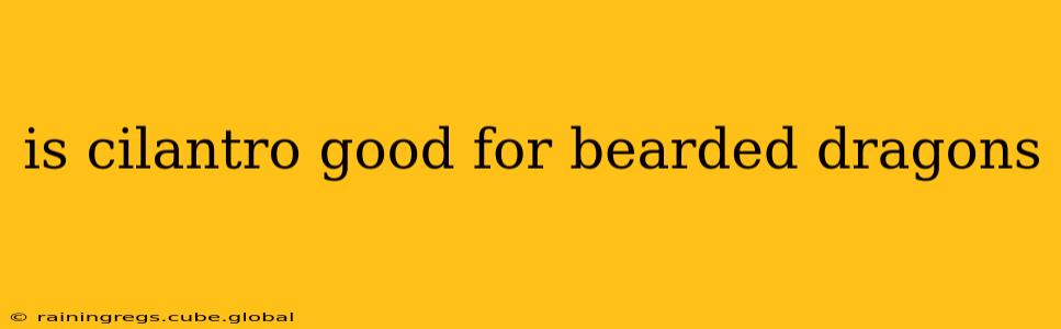 is cilantro good for bearded dragons
