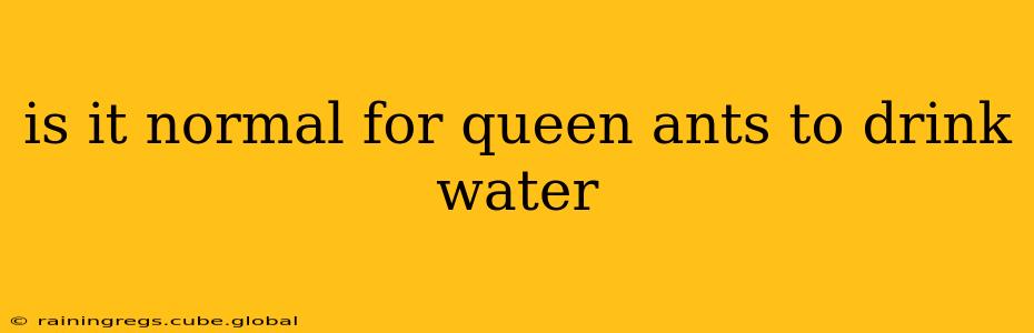 is it normal for queen ants to drink water