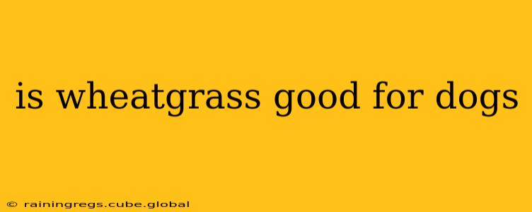 is wheatgrass good for dogs