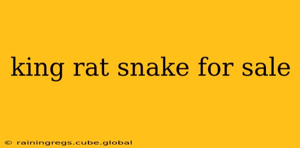king rat snake for sale