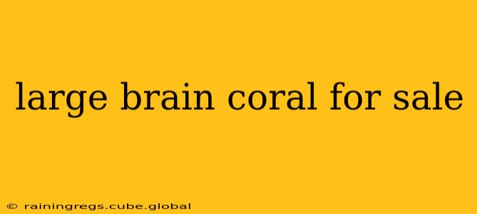 large brain coral for sale