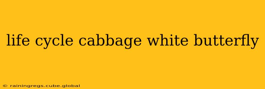 life cycle cabbage white butterfly
