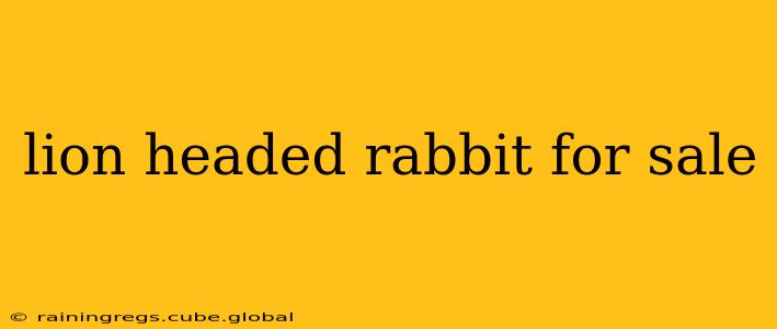lion headed rabbit for sale