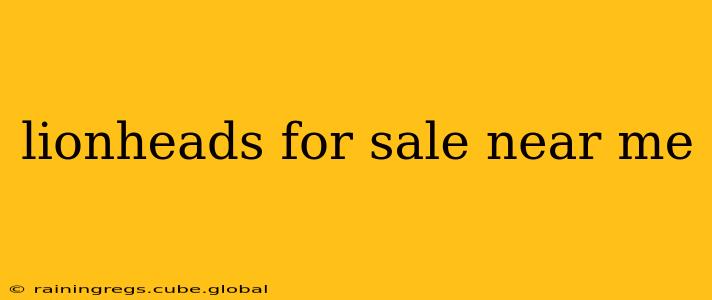 lionheads for sale near me