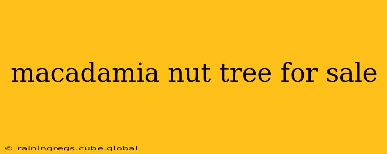 macadamia nut tree for sale
