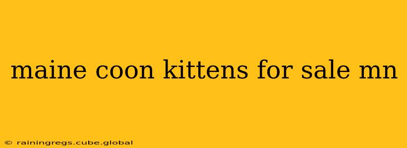 maine coon kittens for sale mn